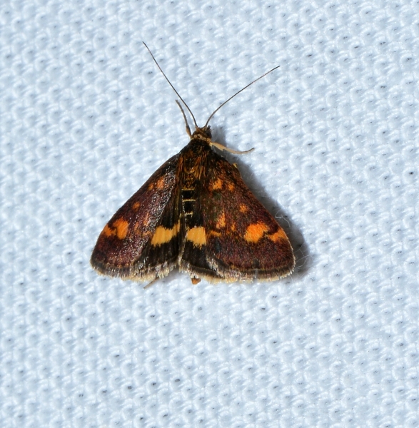 Pyrausta da confermare