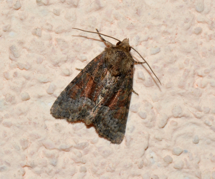 Noctuidae da Id.