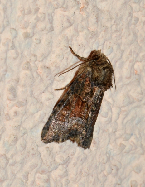 Noctuidae da Id.