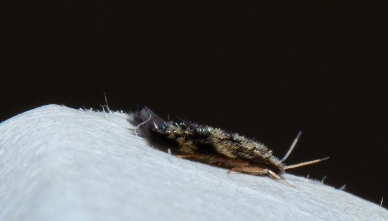 Hydroptilidae: cfr. Hydroptila sp.