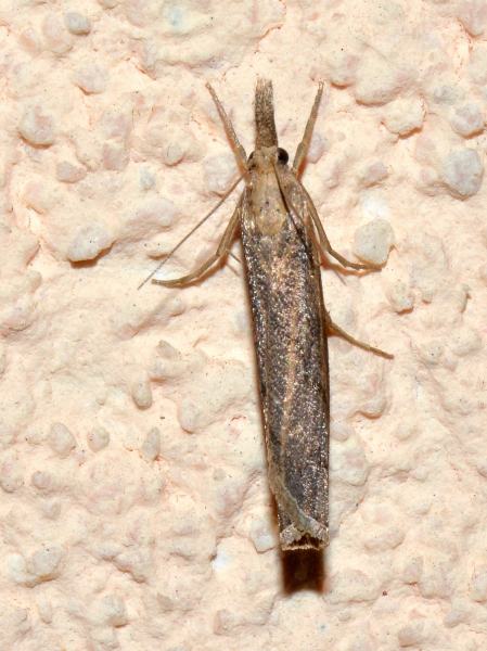 Crambidae da Id.