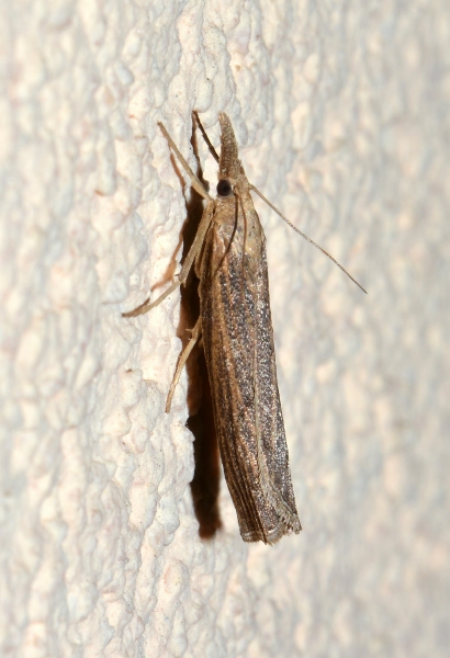 Crambidae da Id.