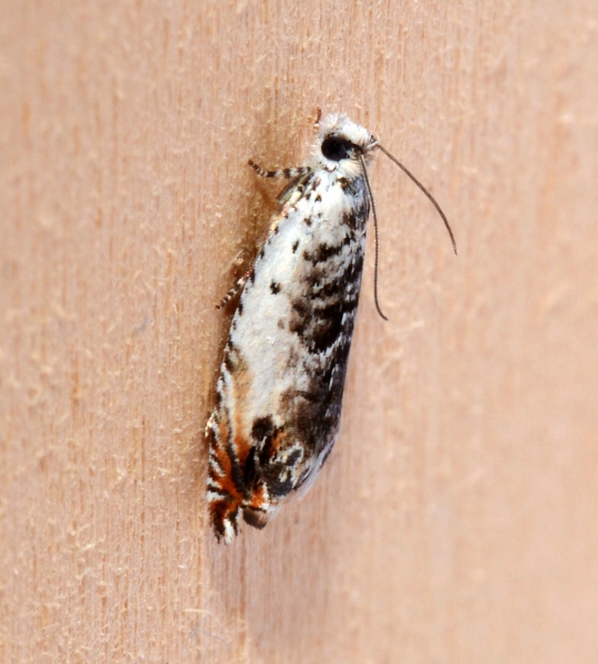 Micro da Id. Ancylis laetana - Tortricidae