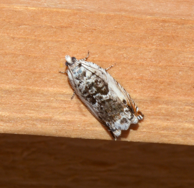 Micro da Id. Ancylis laetana - Tortricidae