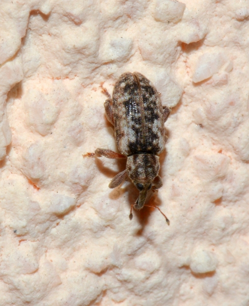 Curculionidae: Dorytomus ictor