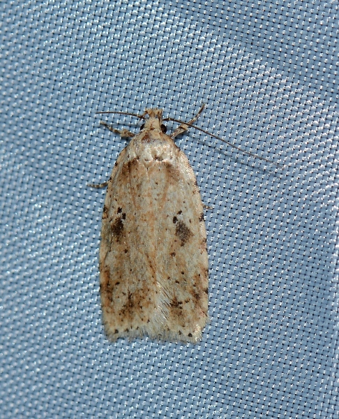 Da Id. - Agonopterix arenella, Elachistidae