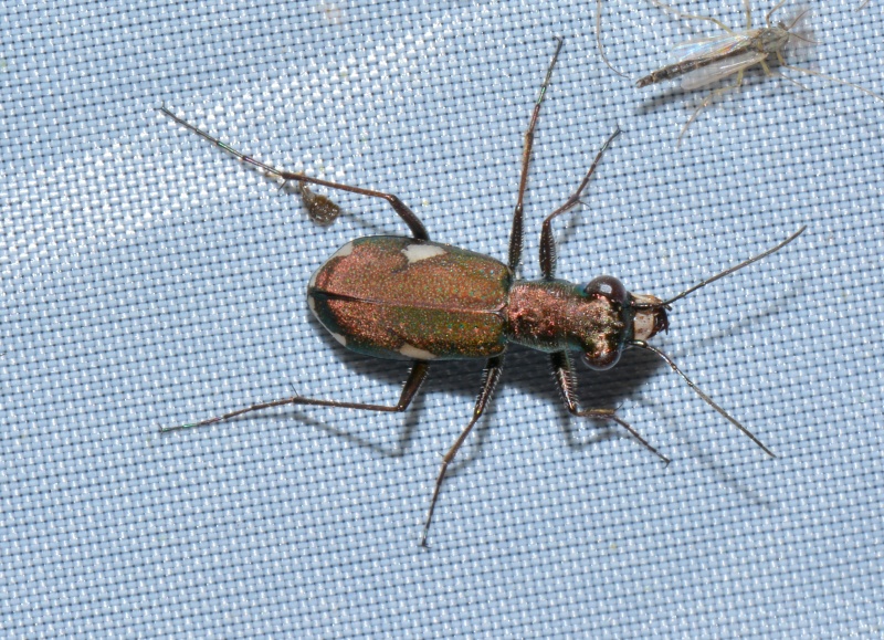 Carabidae: Cylindera germanica