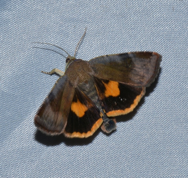 Noctua janthina, Noctuidae