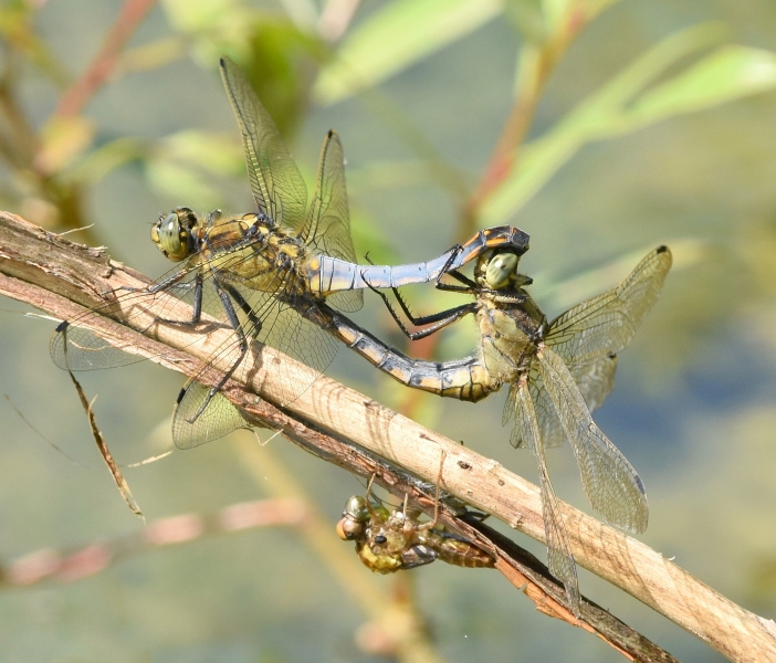 Orthetrum albistylum ?  No, Orthetrum cancellatum