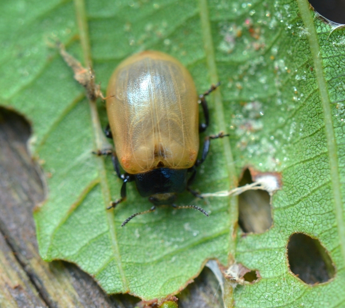 Chrysomelidae: Linaeidea aenea (cfr.), immatura