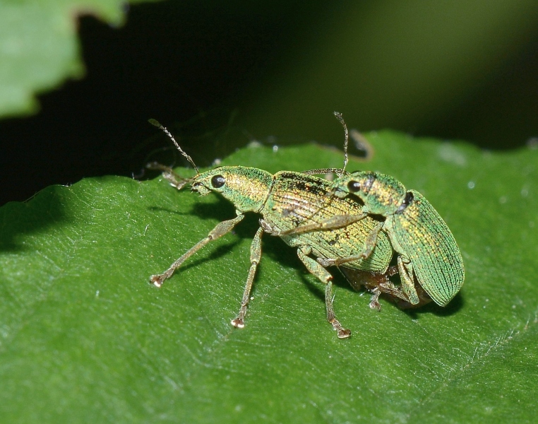 Due piccoletti indaffarati: Polydrusus formosus (Curculionidae)