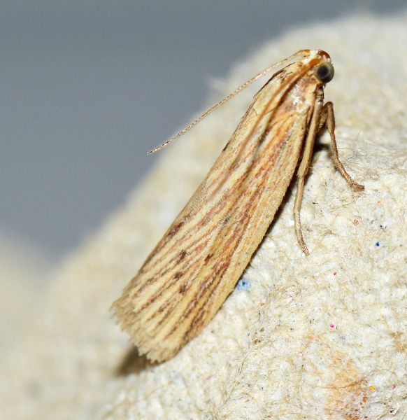 Ematheudes punctella ?