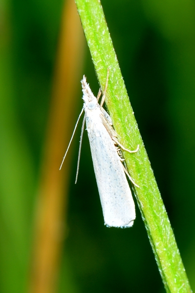 Micro quasi trasparente da Id.