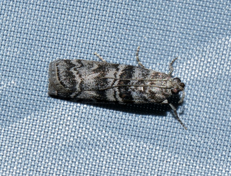 Pyralidae da confermare - Dioryctria sylvestrella