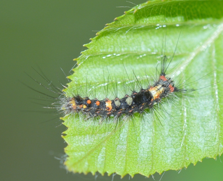 Bruco da Id. 3 - Orgyia (Orgyia) antiqua, Erebidae Lymantriinae