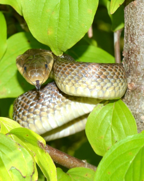 Zamenis longissimus (Colubro di Esculapio)