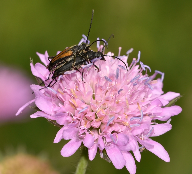 Cerambycidae: Anastrangalia dubia dubia