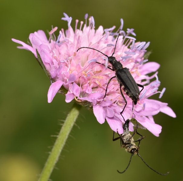 Cerambycidae: Anastrangalia dubia dubia