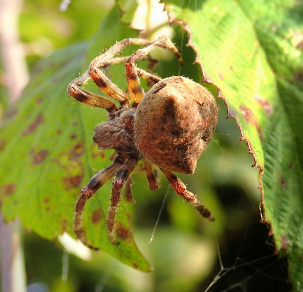 Araneus angulatus, femmina - Valle Morosona (PD)