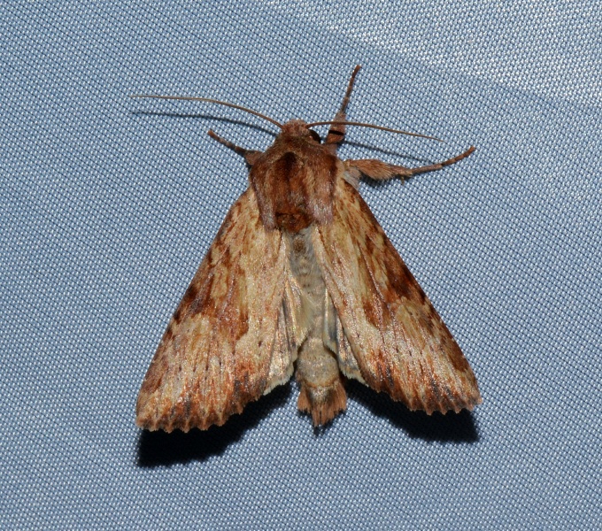 Da Id. - Apamea sublustris, Noctuidae