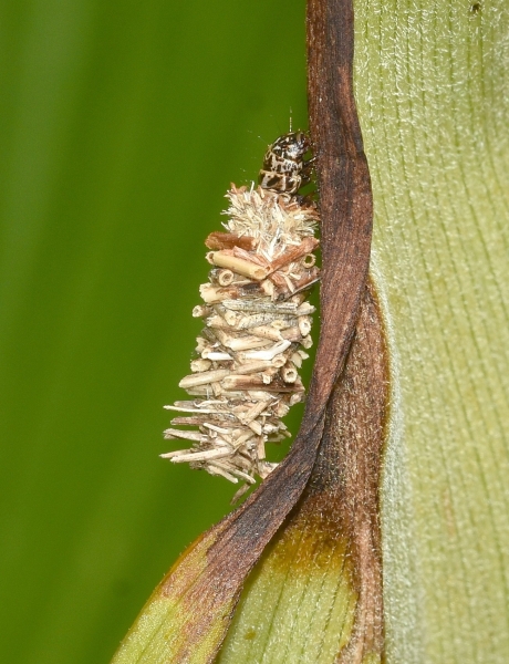 inquilino da Id.: larva di Psychidae: cfr.  Megalophanes sp.