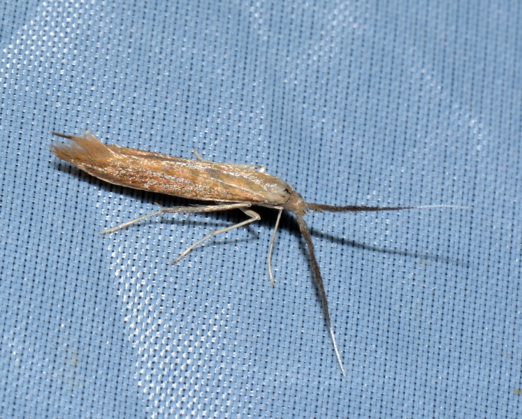 Coleophoridae da Id