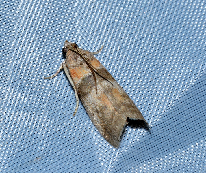 Ephestia welseriella? Sciota rhenella (cfr.)