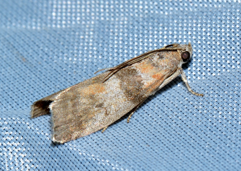 Ephestia welseriella? Sciota rhenella (cfr.)