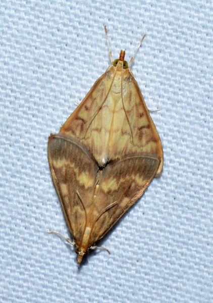 Paratalanta hyalinalis? No, Ostrinia nubilalis, Crambidae