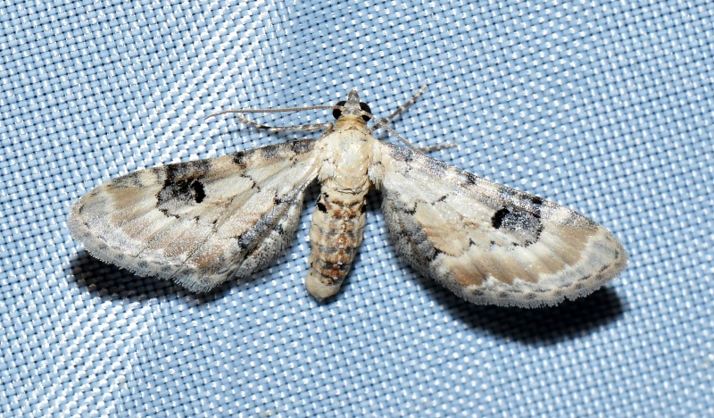 Geometridae: Eupithecia centaureata? S