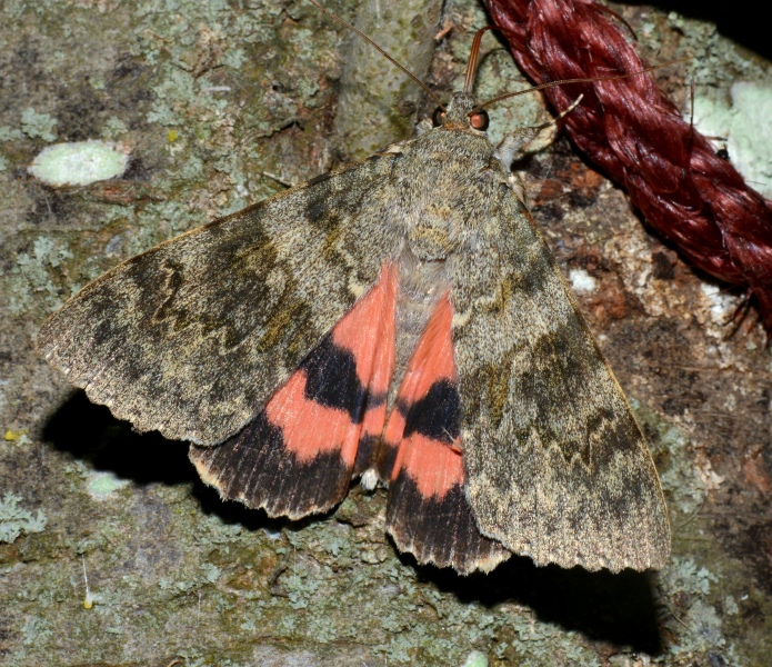 Quale Catocala? Catocala elocata, Erebidae