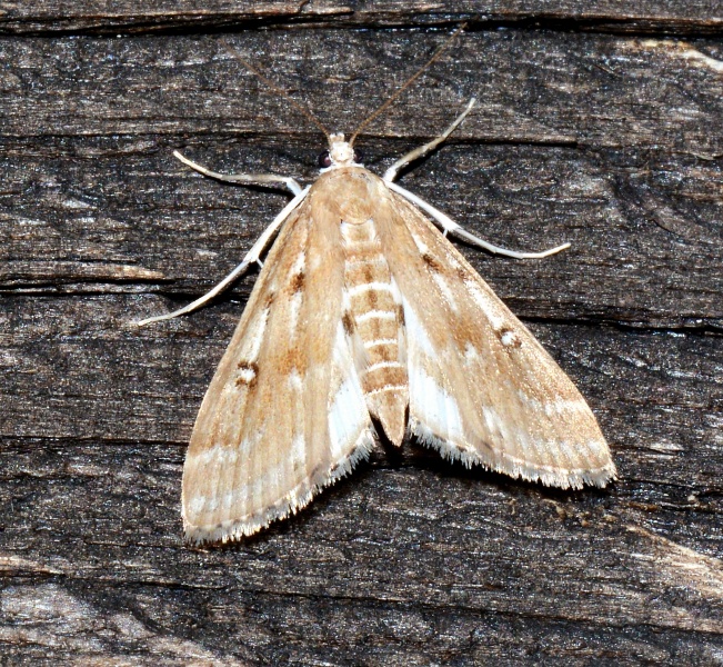 Crambidae: Parapoynx stratiotata? S