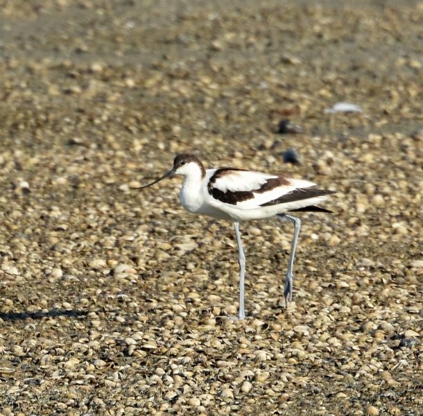 Sul delta del Po