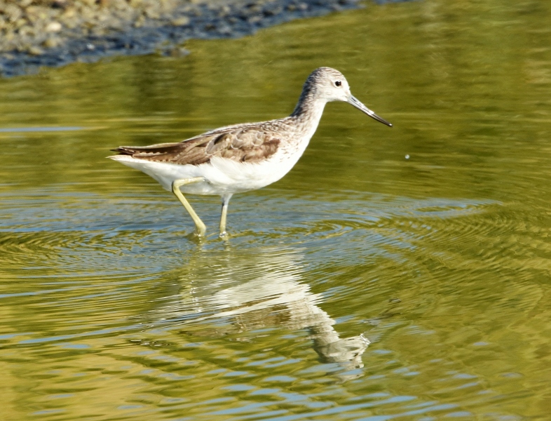 Sul delta del Po