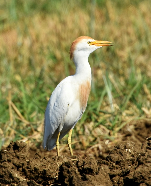 Sul delta del Po