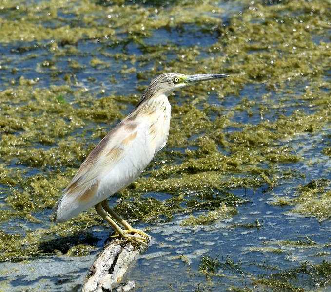 Sul delta del Po