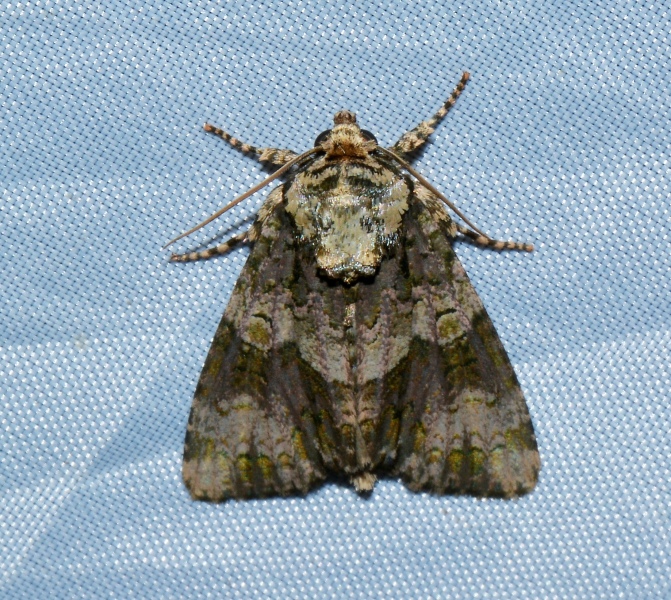 Noctuidae da Id. - Craniophora ligustri
