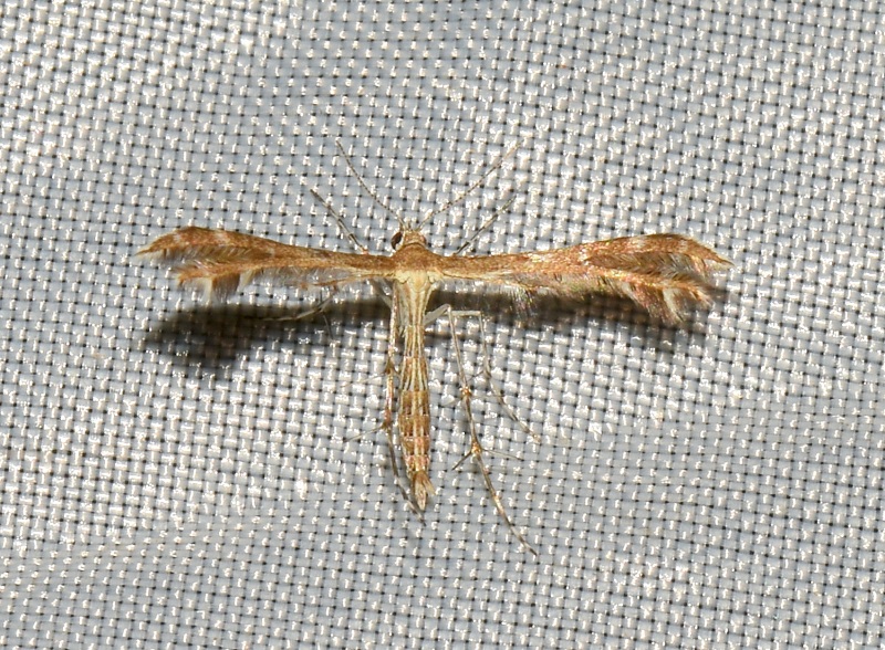 Pterophoridae: cfr. Oxyptilus pilosellae