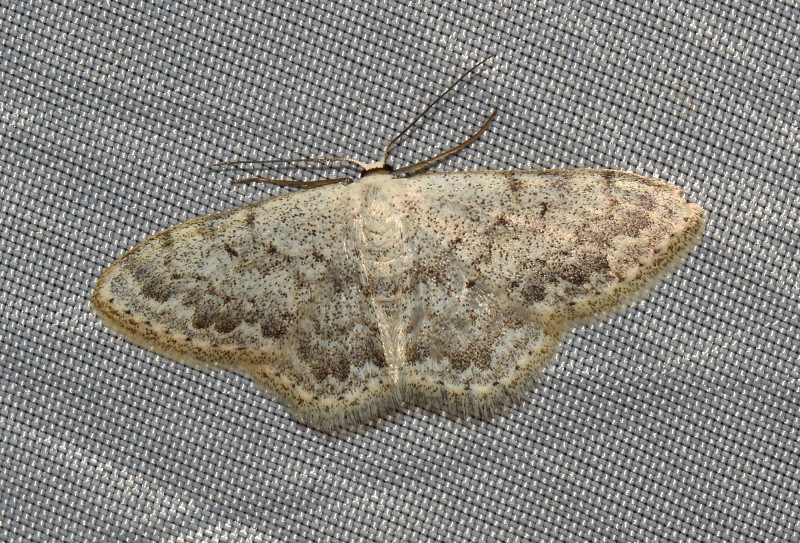 Idaea inquinata?