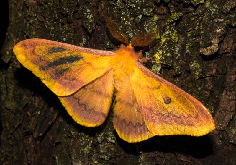 Saturniidae: Saturnia caecigena