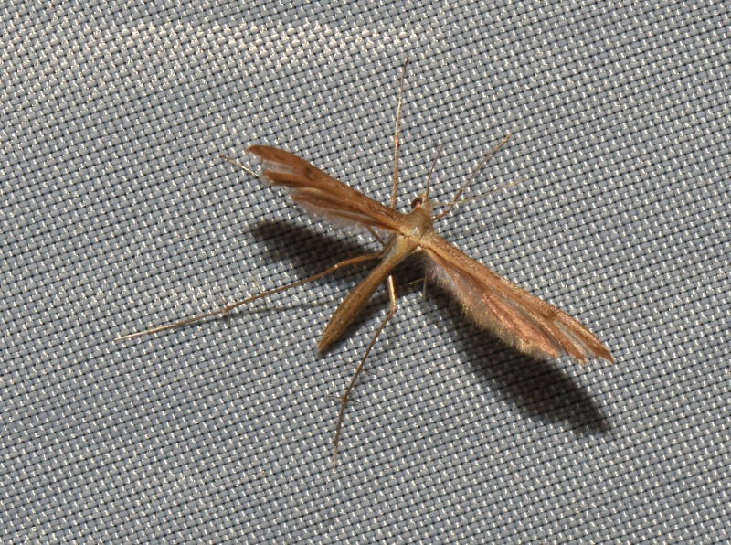 Pterophoridae da Id.