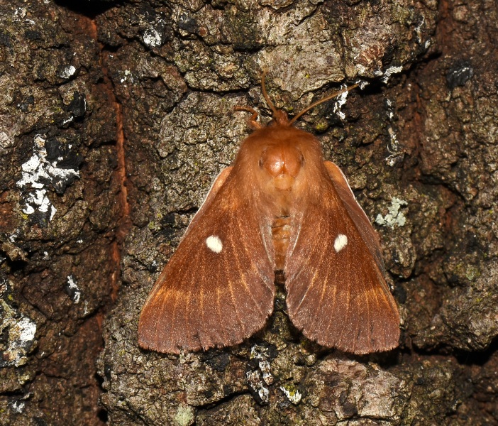 Lasiocampidae: Eriogaster (Eriogaster) catax, femmina