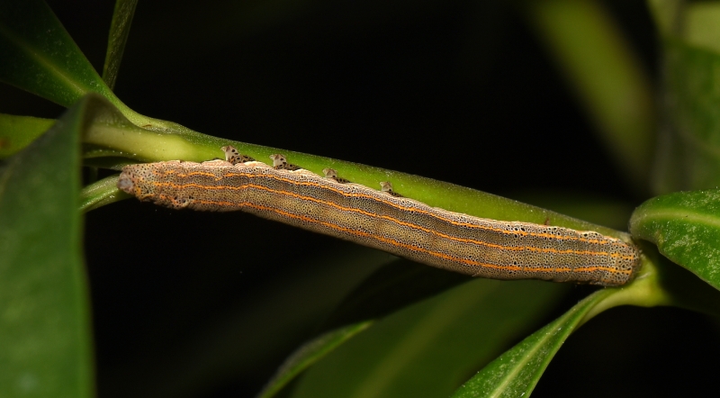 Bruco di Aedia leucomelas (Noctuidae)