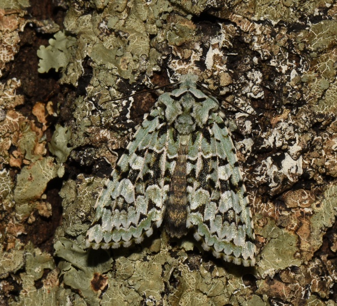 Noctuidae: Griposia aprilina