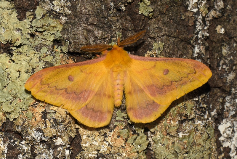 Saturniidae: Saturnia caecigena