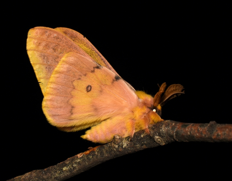 Saturniidae: Saturnia caecigena