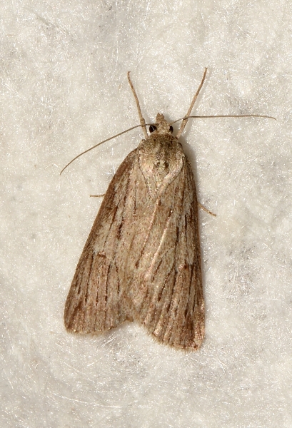 Geometridae: Pachycnemia hippocastanaria