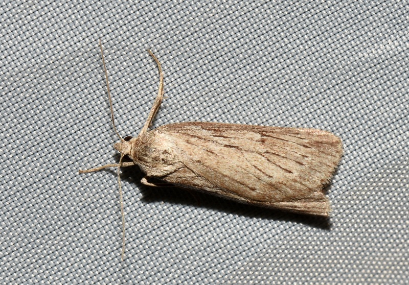 Geometridae: Pachycnemia hippocastanaria