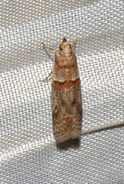 Pyralidae: Acrobasis bithynella? S