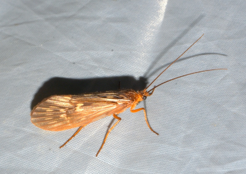 Halesus radiatus (Limnephilidae)